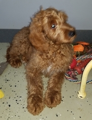 Goldendoodle Puppy for sale in MIDDLEBURY, IN, USA