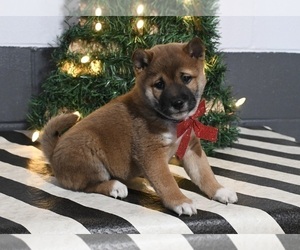 Shiba Inu Puppy for sale in DUNDEE, OH, USA