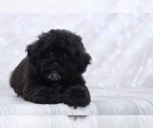 Shih-Poo Puppy for sale in MARIETTA, GA, USA