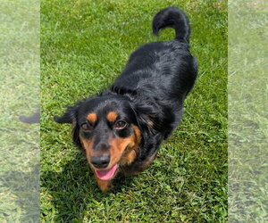 Dachshund Dogs for adoption in Shelbyville, TN, USA