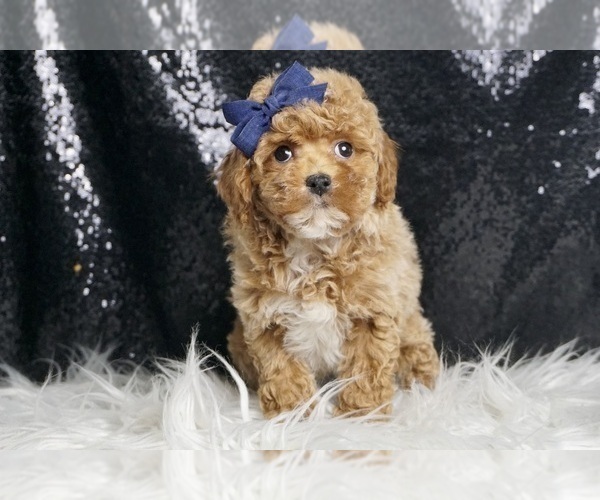 Medium Photo #5 Poodle (Toy) Puppy For Sale in WARSAW, IN, USA