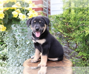 Akita-Labrador Retriever Mix Puppy for sale in SHILOH, OH, USA