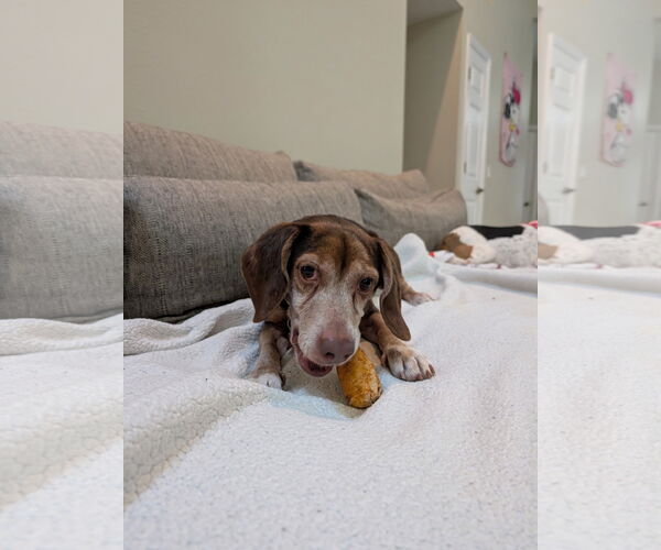 Medium Photo #7 Beagle Puppy For Sale in Tampa, FL, USA