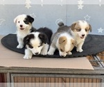 Small #8 Pembroke Welsh Corgi