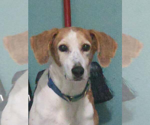 Medium Photo #4 Mutt Puppy For Sale in Tampa, FL, USA