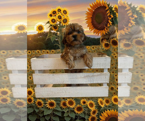 Medium Shorkie Tzu