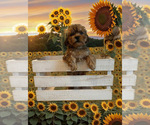 Puppy Kyland Shorkie Tzu