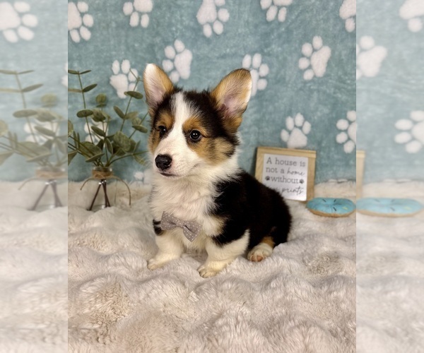 Medium Photo #7 Pembroke Welsh Corgi Puppy For Sale in NOBLESVILLE, IN, USA