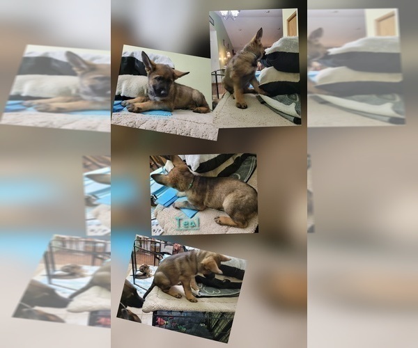 Medium Photo #2 German Shepherd Dog Puppy For Sale in SAINT CROIX FALLS, WI, USA