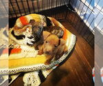 Small #29 American Pit Bull Terrier-Staffordshire Bull Terrier Mix