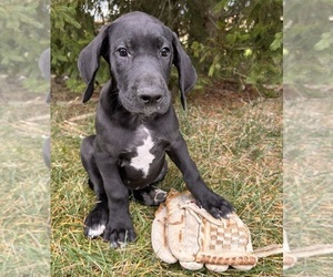 Great Dane Puppy for sale in MIDDLEBURY, IN, USA