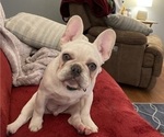 Small French Bulldog