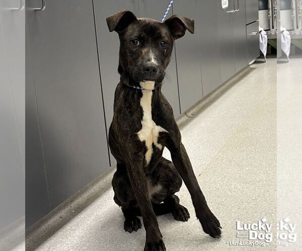 Medium Photo #1 Mutt Puppy For Sale in Washington, DC, USA