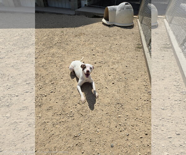 Medium Photo #1 Mutt Puppy For Sale in Maquoketa, IA, USA