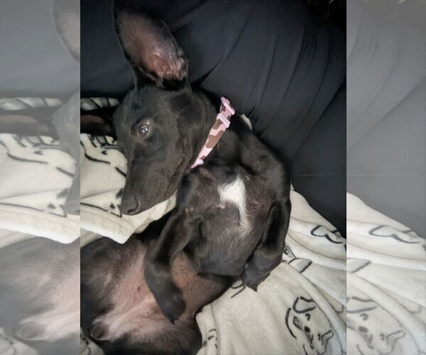 Medium Photo #2 Dorgi Puppy For Sale in Omaha, NE, USA