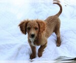 Small Photo #11 Cavapoo Puppy For Sale in MEADVILLE, PA, USA