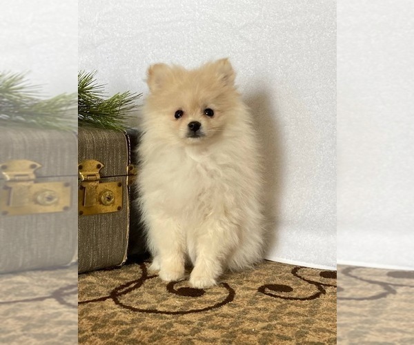 Medium Photo #3 Pomeranian Puppy For Sale in DOWNING, MO, USA