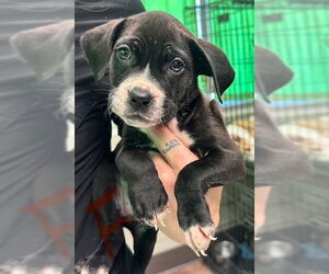 Boxer-Unknown Mix Dogs for adoption in SHERBURNE, NY, USA