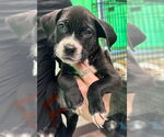 Small Boxer Mix