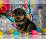 Puppy Hudson Rottweiler