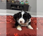 Small Photo #83 Australian Shepherd Puppy For Sale in SALISBURY, NC, USA