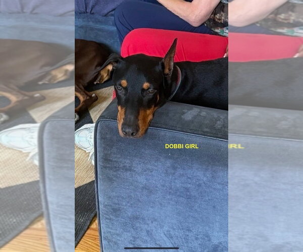 Medium Photo #2 Doberman Pinscher Puppy For Sale in Woodland Hills, CA, USA