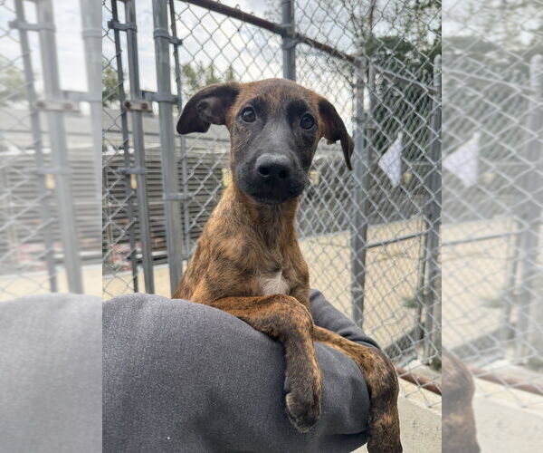 Medium Photo #2 Mutt Puppy For Sale in Elmsford, NY, USA