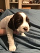Small Photo #1 English Springer Spaniel Puppy For Sale in OMAHA, NE, USA