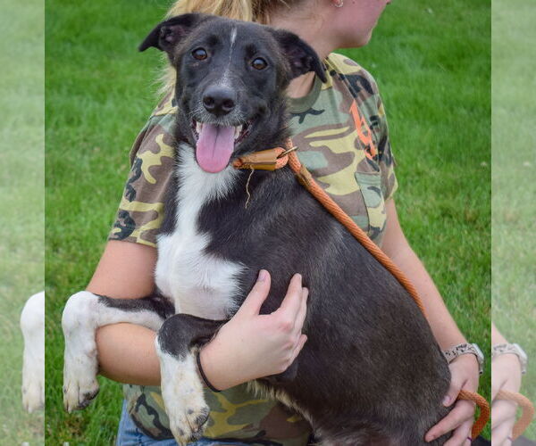 Medium Photo #2 Border Collie-Unknown Mix Puppy For Sale in Huntley, IL, USA