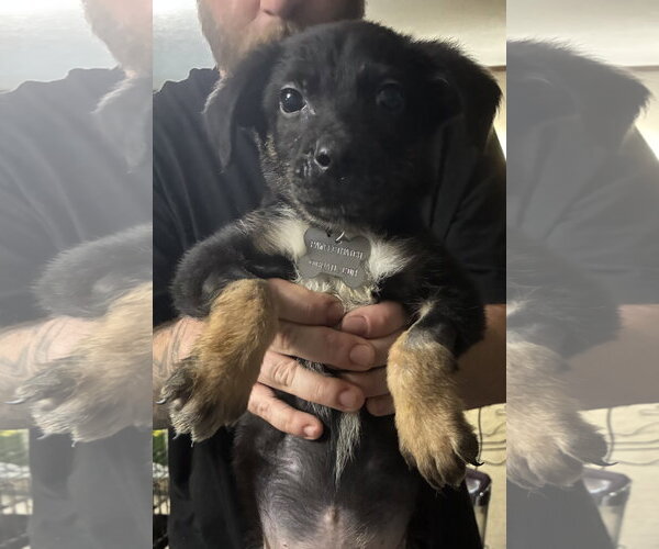 Medium Photo #3 Mutt Puppy For Sale in Holly Springs, NC, USA