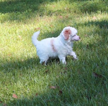 Medium Photo #1 Poodle (Toy) Puppy For Sale in REDDICK, FL, USA