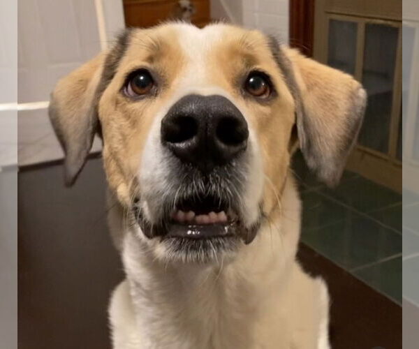 Medium Photo #1 Golden Pyrenees Puppy For Sale in Westminster, MD, USA