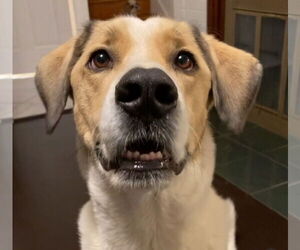 Golden Pyrenees Dogs for adoption in Westminster, MD, USA