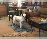 Small Photo #2 Dalmatian-Labrador Retriever Mix Puppy For Sale in Rockdale, TX, USA