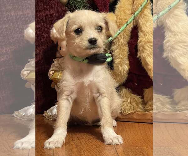 Medium Photo #3 Pomeranian Puppy For Sale in HOPKINSVILLE/PRINCETON, KY, NH, USA