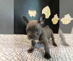French Bulldog Dog for Adoption in MCMINNVILLE, Tennessee USA