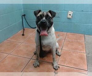 Pug-Unknown Mix Dogs for adoption in Downey, CA, USA