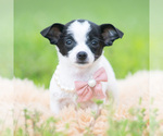 Small #4 Chihuahua