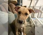 Small #1 Mutt