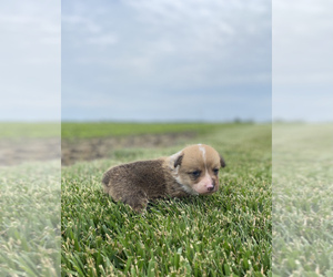 Pembroke Welsh Corgi Puppy for sale in ARTHUR, IL, USA
