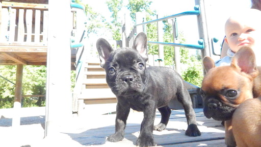 Medium Photo #1 French Bulldog Puppy For Sale in EUGENE, OR, USA