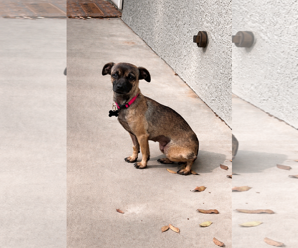 Medium Photo #2 Chihuahua Puppy For Sale in Menifee, CA, USA