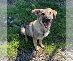 Heidi Klum - Female German Shepherd Dog Dog for Adoption - Photo #4