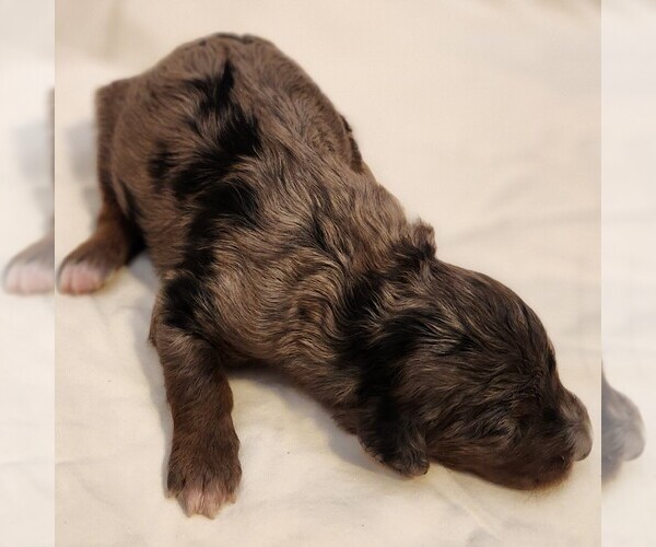 Medium Photo #9 F2 Aussiedoodle Puppy For Sale in COLUMBIA, TN, USA