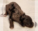 Small #8 F2 Aussiedoodle
