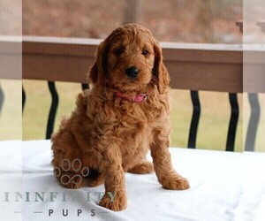 Goldendoodle (Miniature) Puppy for sale in GAP, PA, USA
