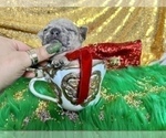 Small #109 French Bulldog