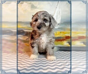 Aussie-Poo Puppy for Sale in PENSACOLA, Florida USA