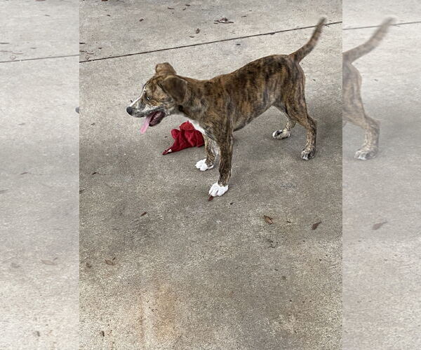 Medium Photo #5 Mountain Cur-Unknown Mix Puppy For Sale in Palatka, FL, USA