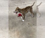Small #4 Mountain Cur Mix